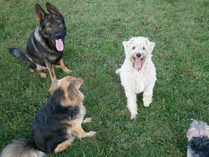 Experience with electronic anti-barking collar