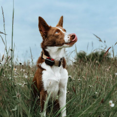 DOG GPS mini lokátor pro psy (5)